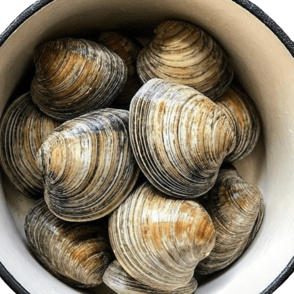 Hard Clams - Niazi Seafood